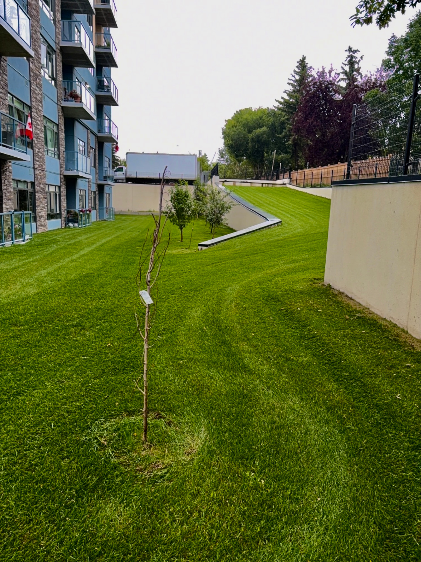 Mowed green space with curved mowing stripes beside an apartment complex